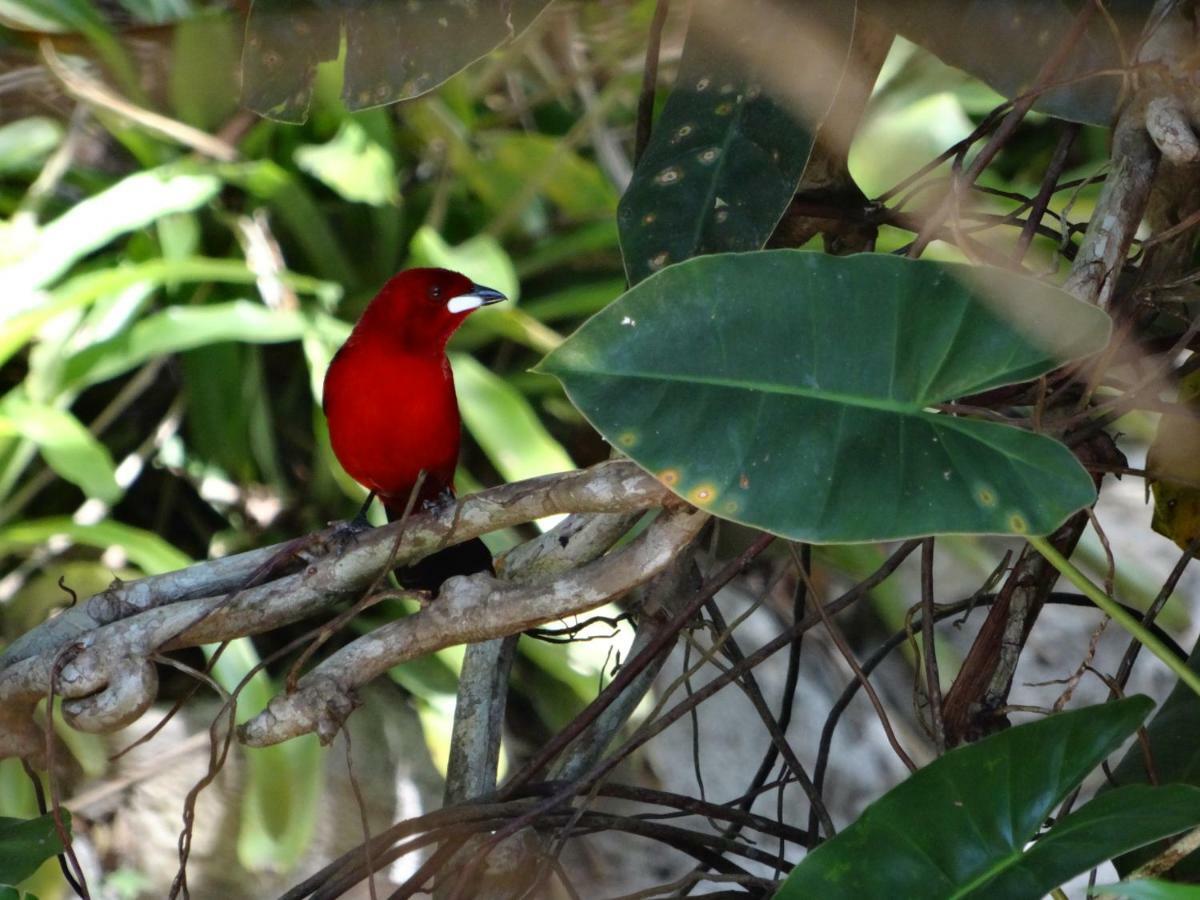 Mata N'Ativa Pousada Trancoso Eksteriør bilde